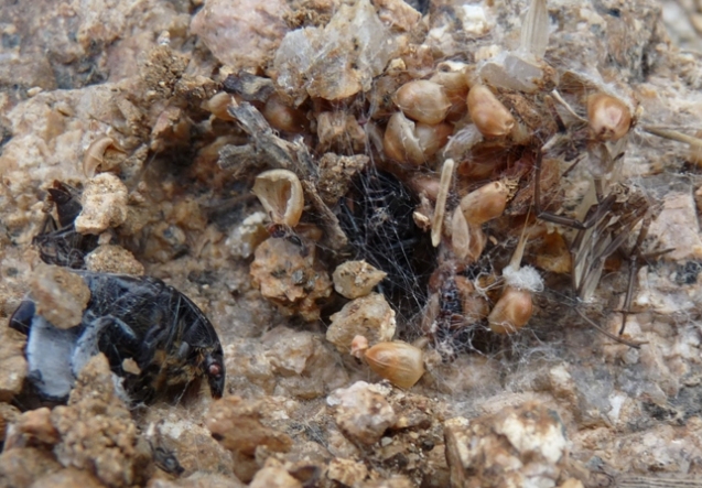 Steatoda albomaculata